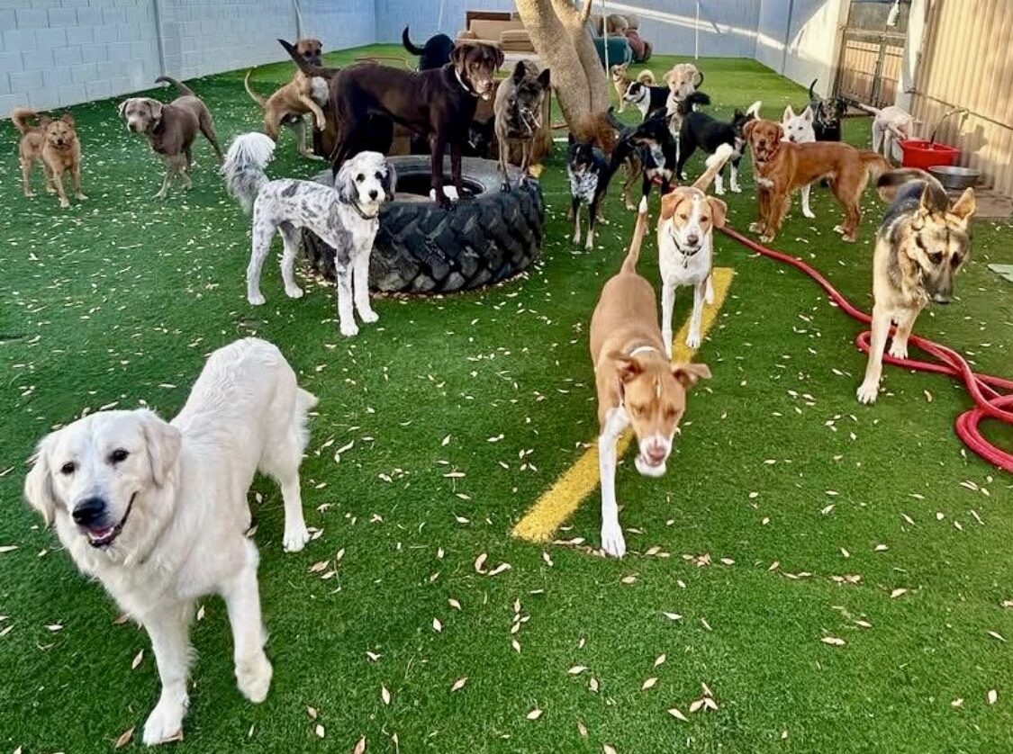 Friendly Reminder: Book Early for Your Pup’s Stay